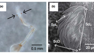These Insects Compete Using Their Spiked Penises